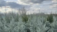 Питомник растений в Луганске