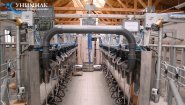 Доильные залы «Ёлочка» и «Параллель» с системами управления стадом SCR и Afimilk