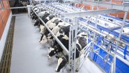 Доильные залы «Ёлочка» и «Параллель» с системами управления стадом SCR и Afimilk
