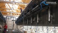 Доильные залы «Ёлочка» и «Параллель» с системами управления стадом SCR и Afimilk