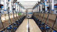 Доильные залы «Ёлочка» и «Параллель» с системами управления стадом SCR и Afimilk
