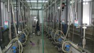 Доильные залы «Ёлочка» и «Параллель» с системами управления стадом SCR и Afimilk