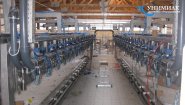 Доильные залы «Ёлочка» и «Параллель» с системами управления стадом SCR и Afimilk